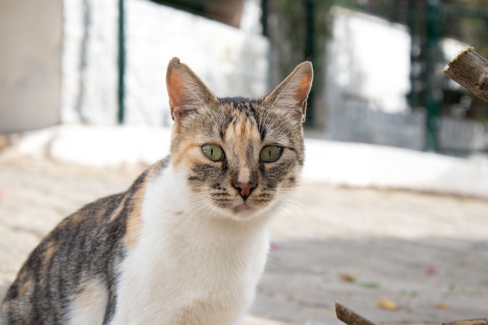 a calico cat sitting on the ground looking at the camera