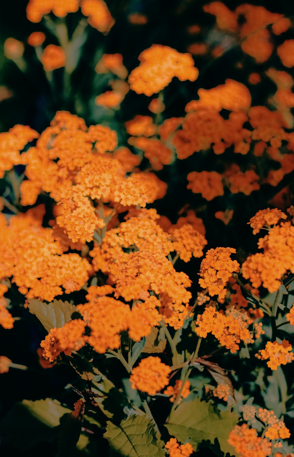 a bunch of orange flowers in a garden