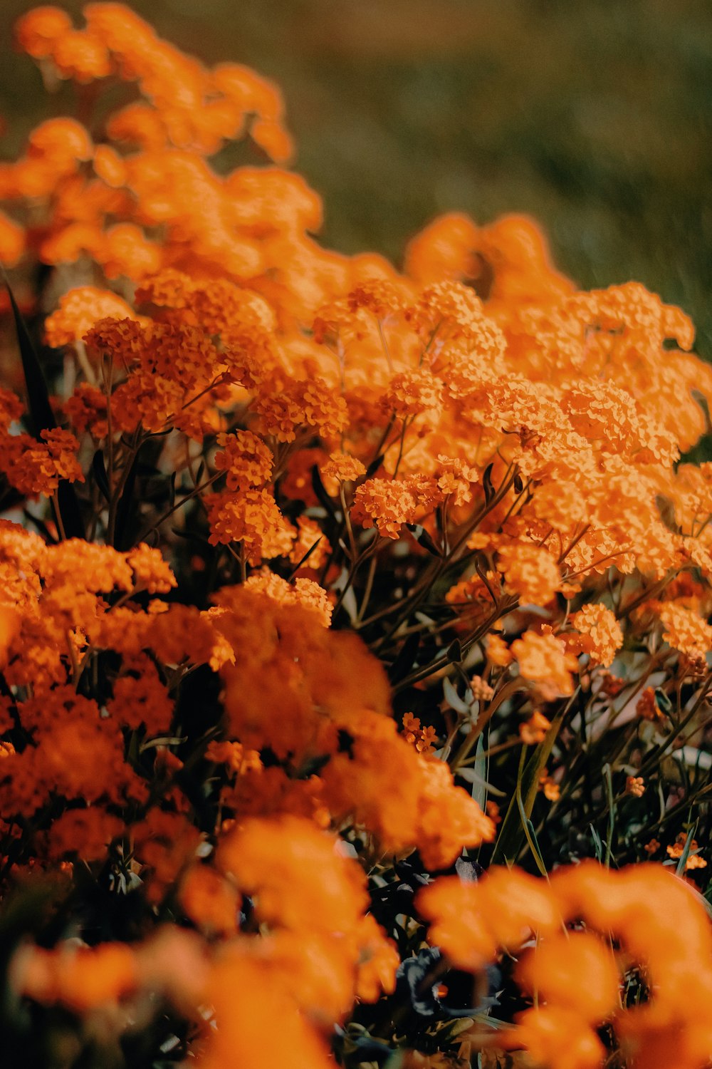 a bunch of orange flowers in a field