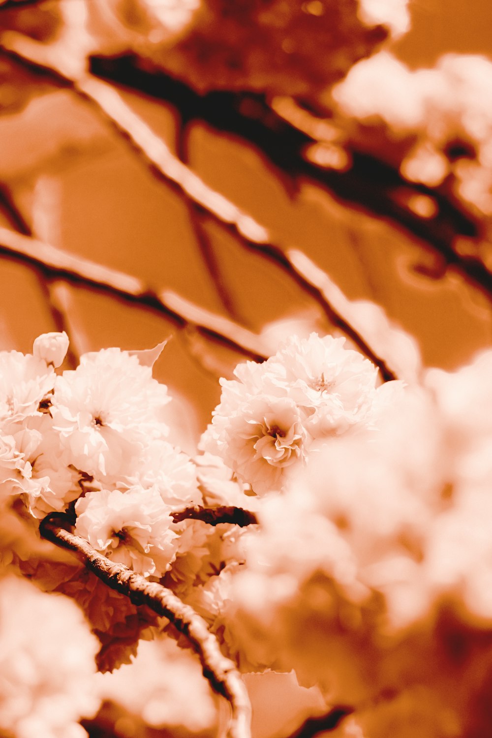 a bunch of flowers that are in a vase