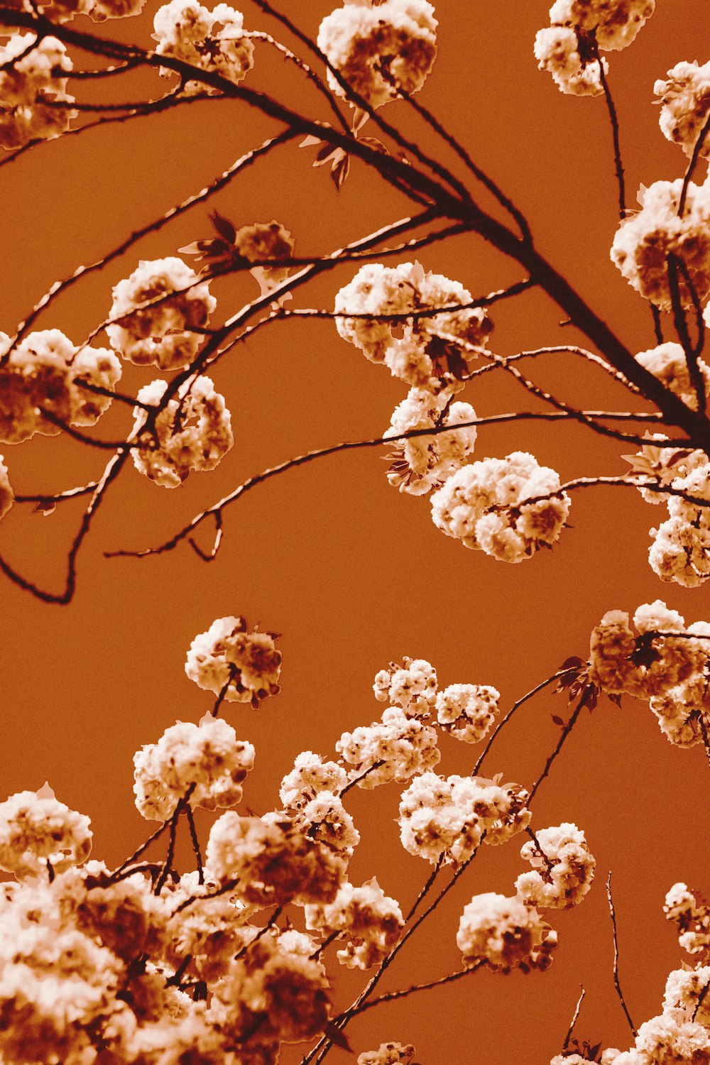 a close up of a tree with white flowers