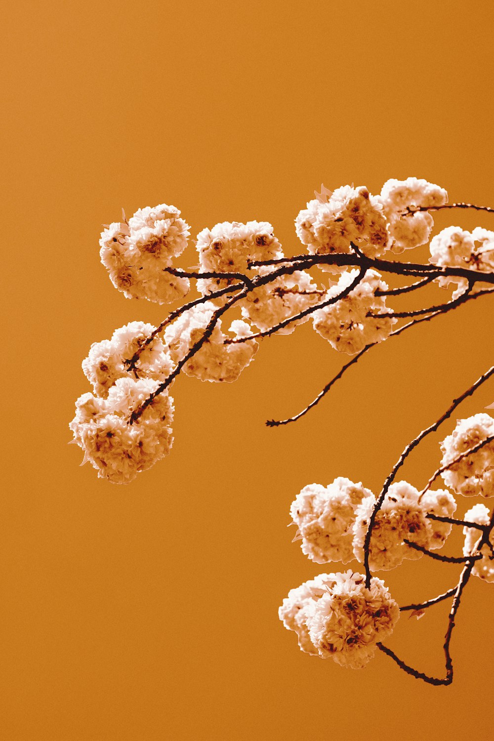 a branch of a tree with snow on it