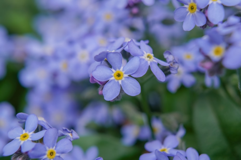 a bunch of blue flowers with yellow centers