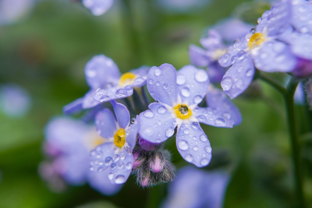 a bunch of blue flowers with water droplets on them