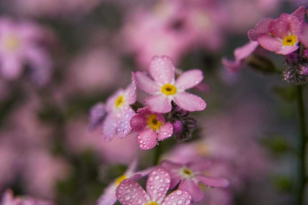 a bunch of pink flowers with water droplets on them