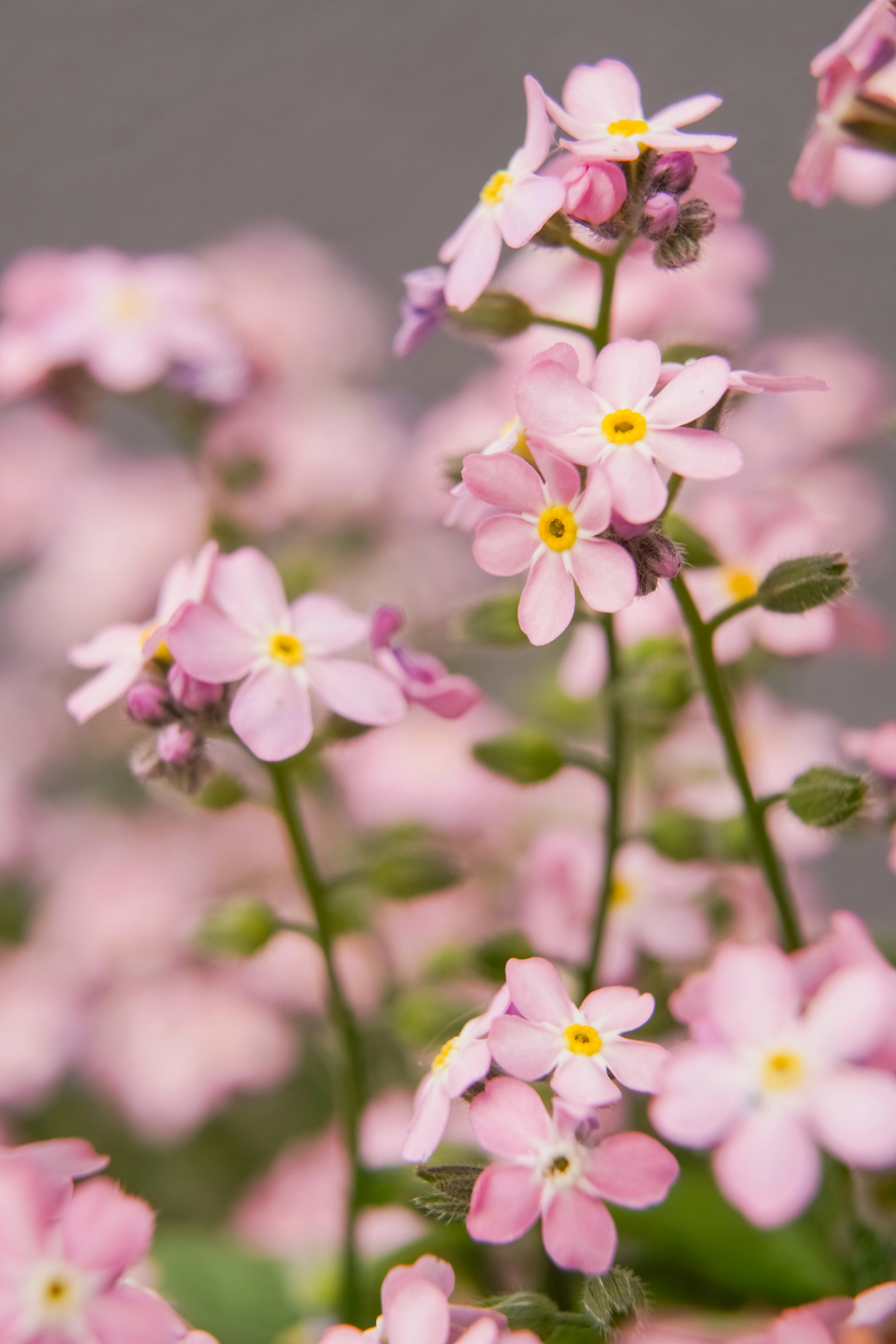un mazzo di fiori rosa con il centro giallo