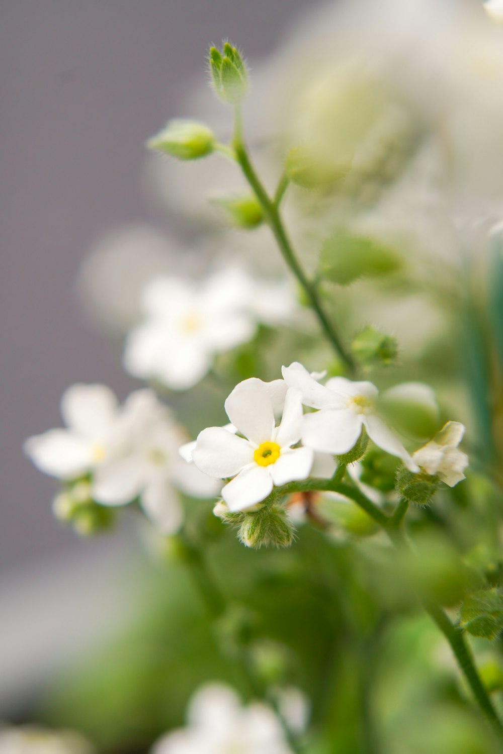 a close up of a bunch of white flowers