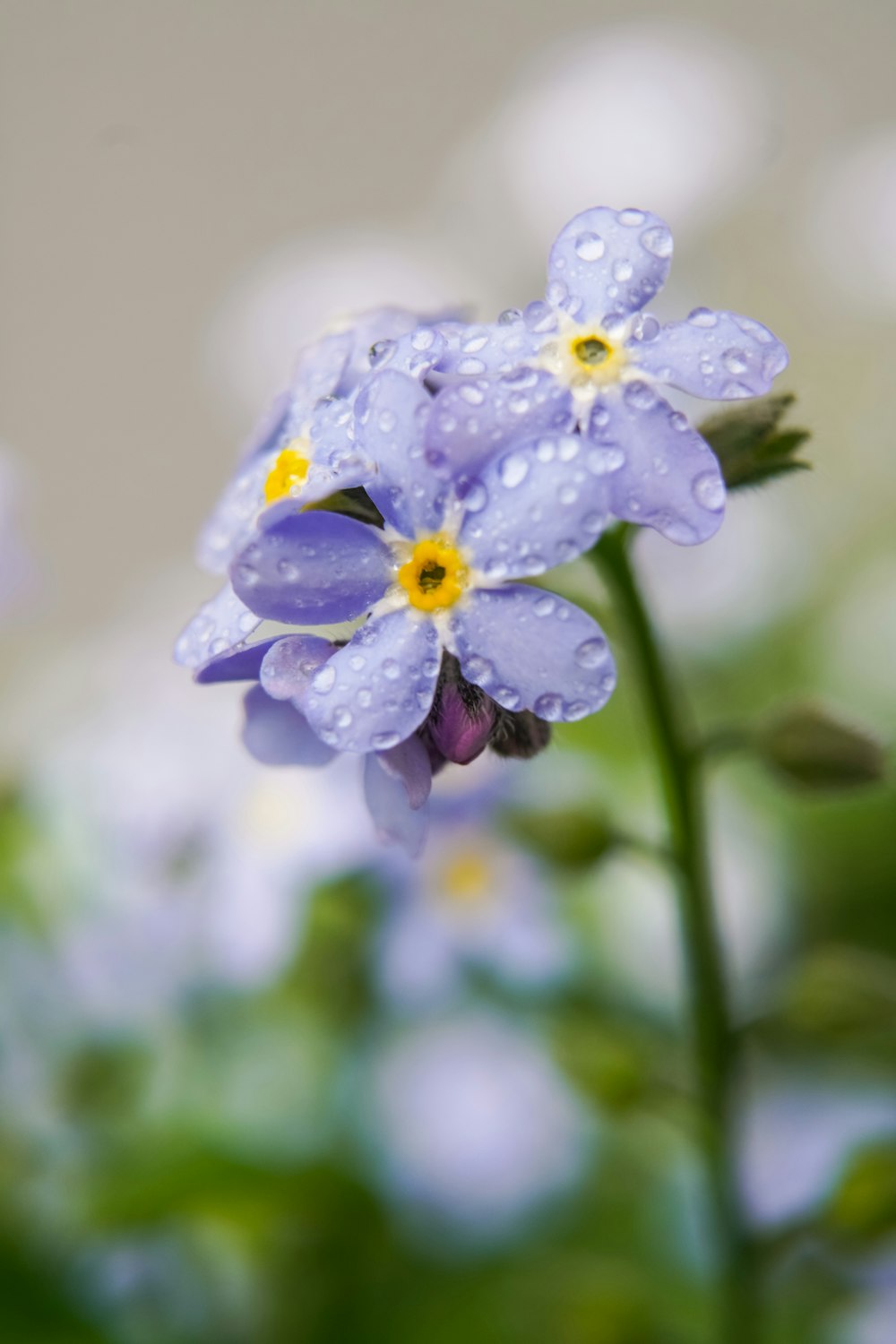 a close up of a blue flower with water droplets on it