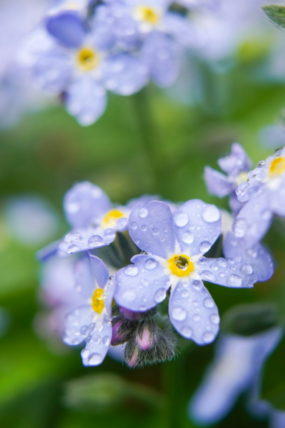 a bunch of blue flowers with water droplets on them
