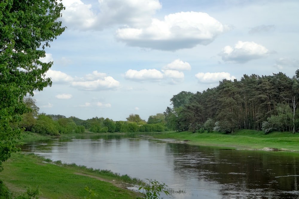 a river running through a lush green forest