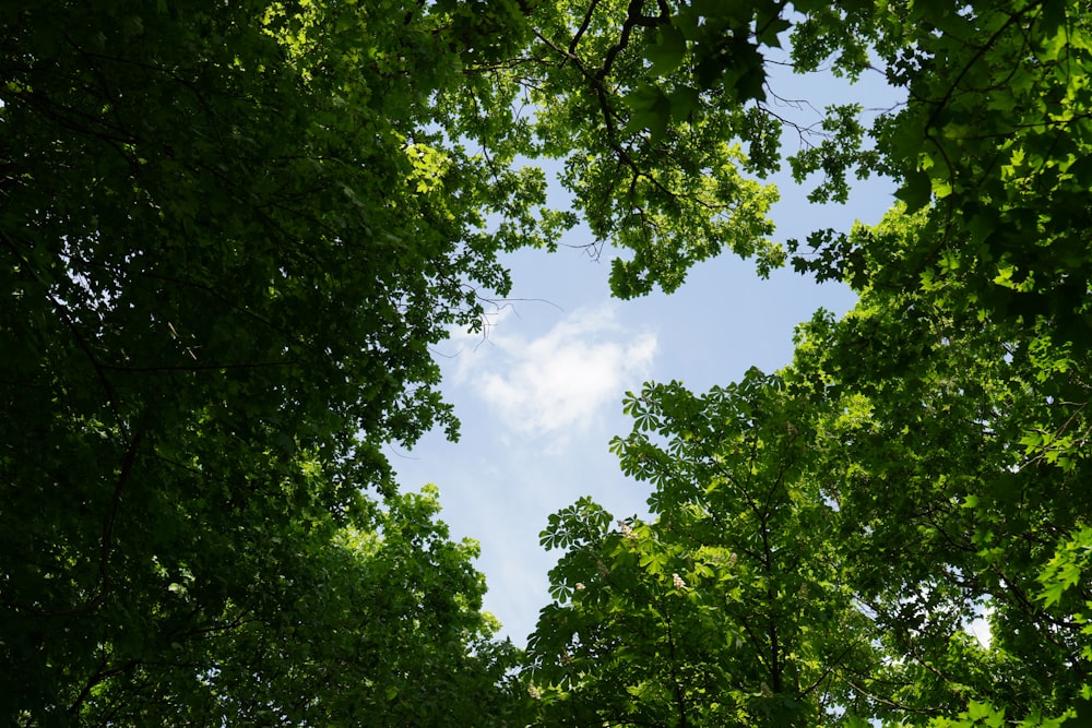 a view of the sky through the trees