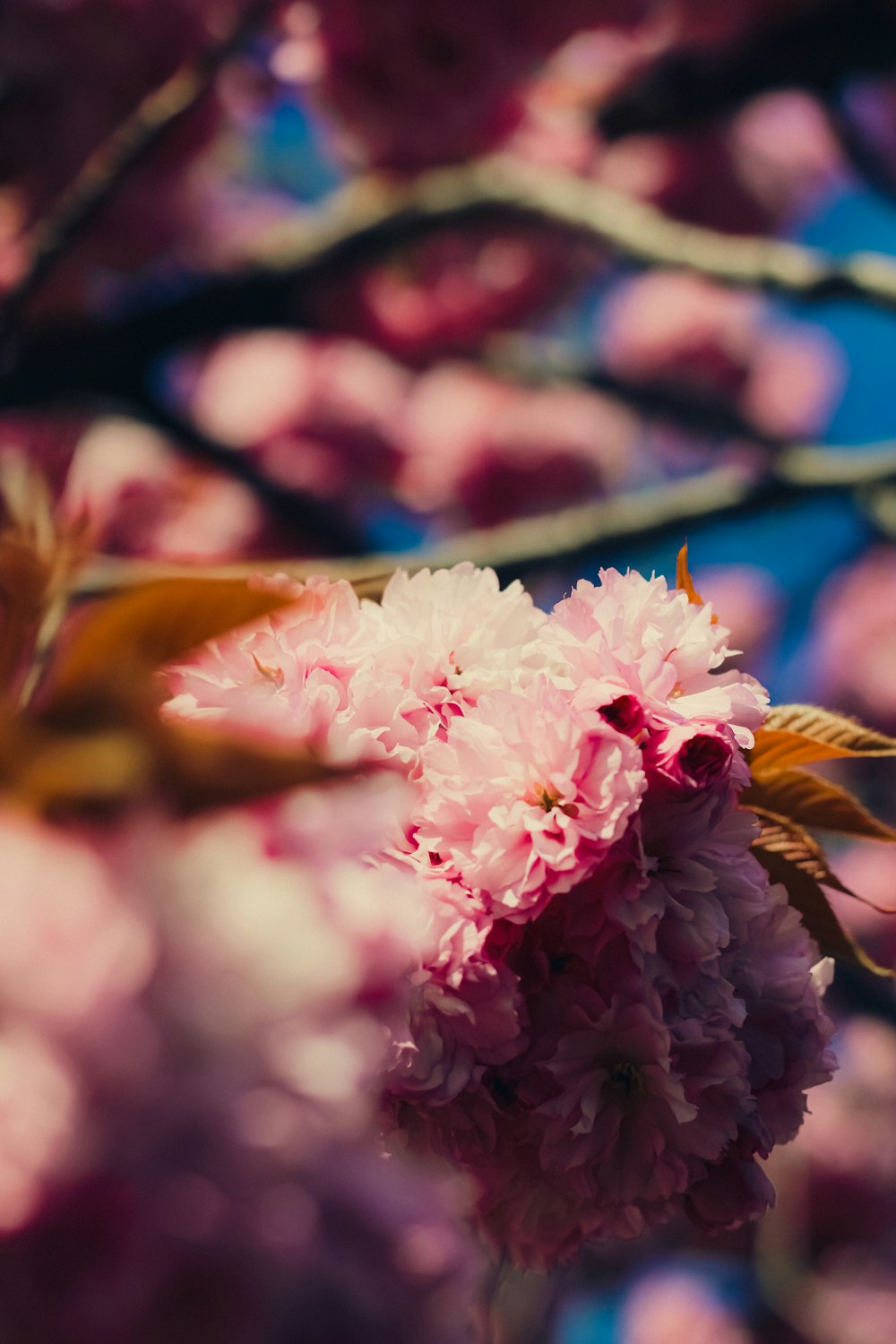 a close up of pink flowers on a tree