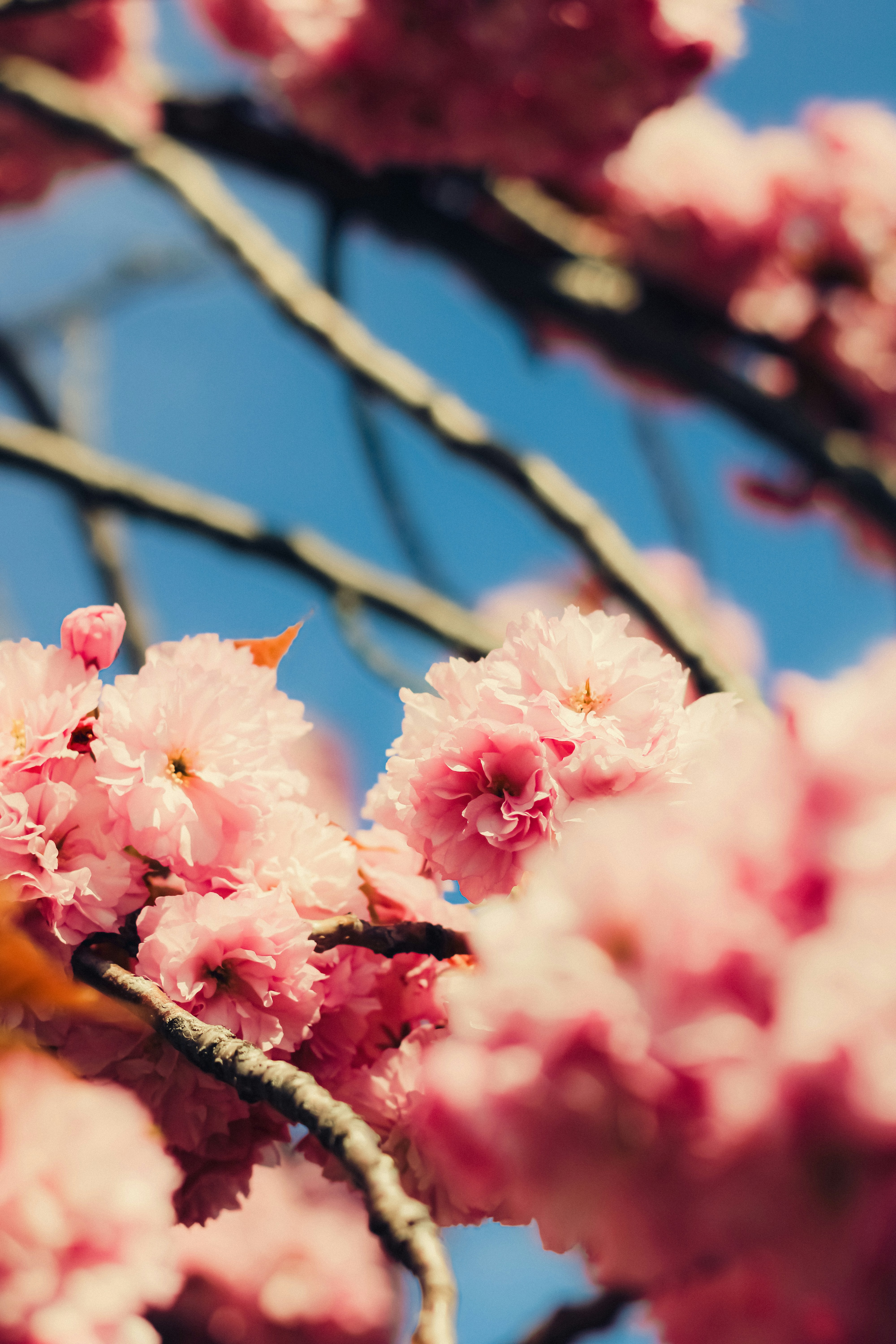 Photo by linusbelanger