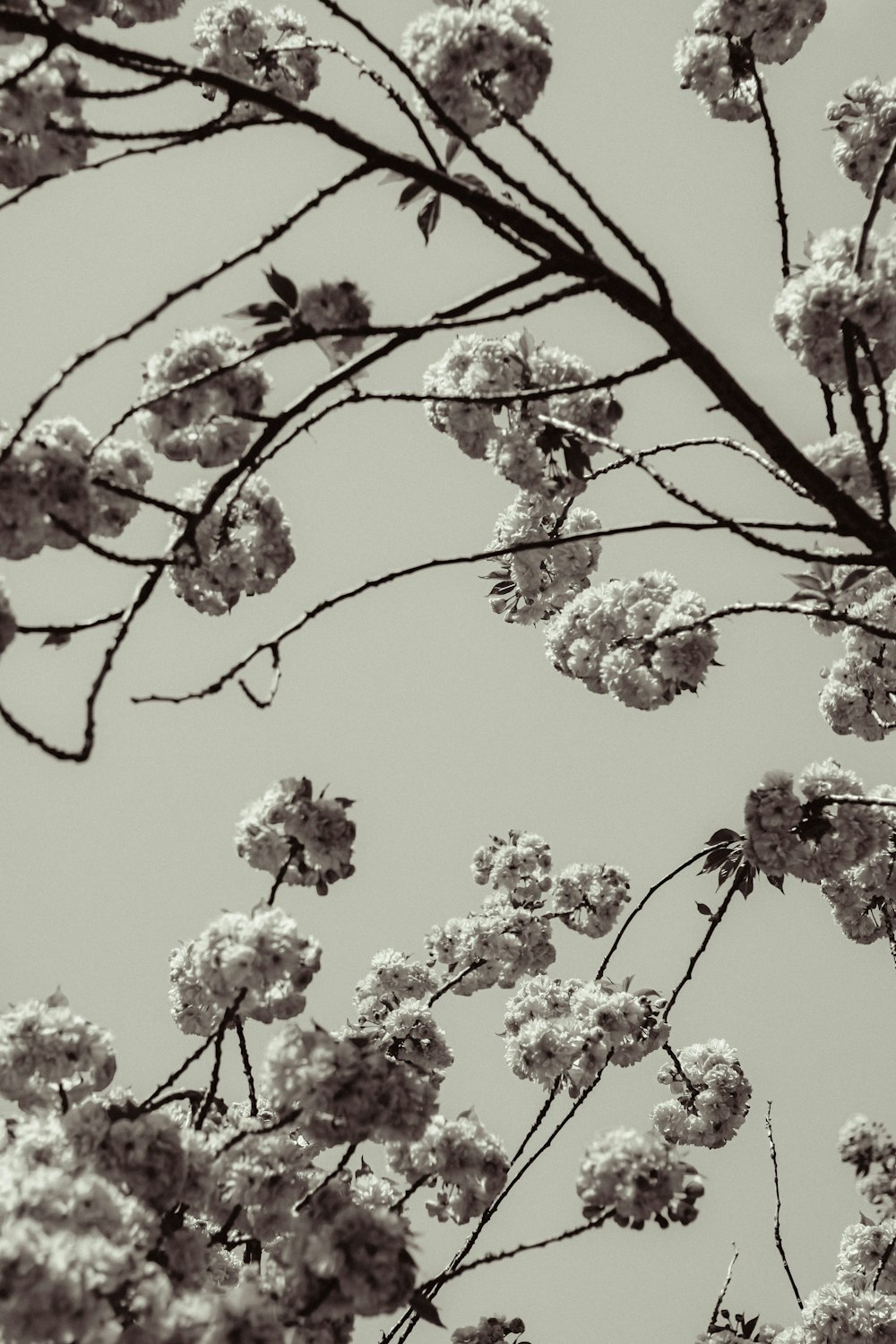 a black and white photo of a tree with white flowers