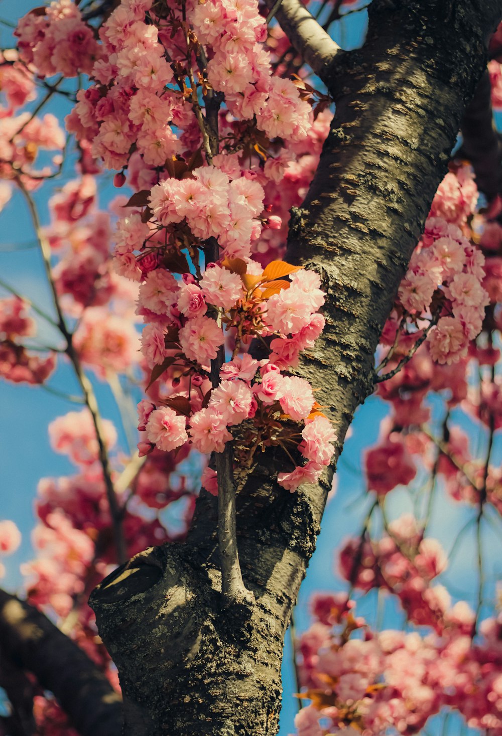 a tree with lots of pink flowers on it