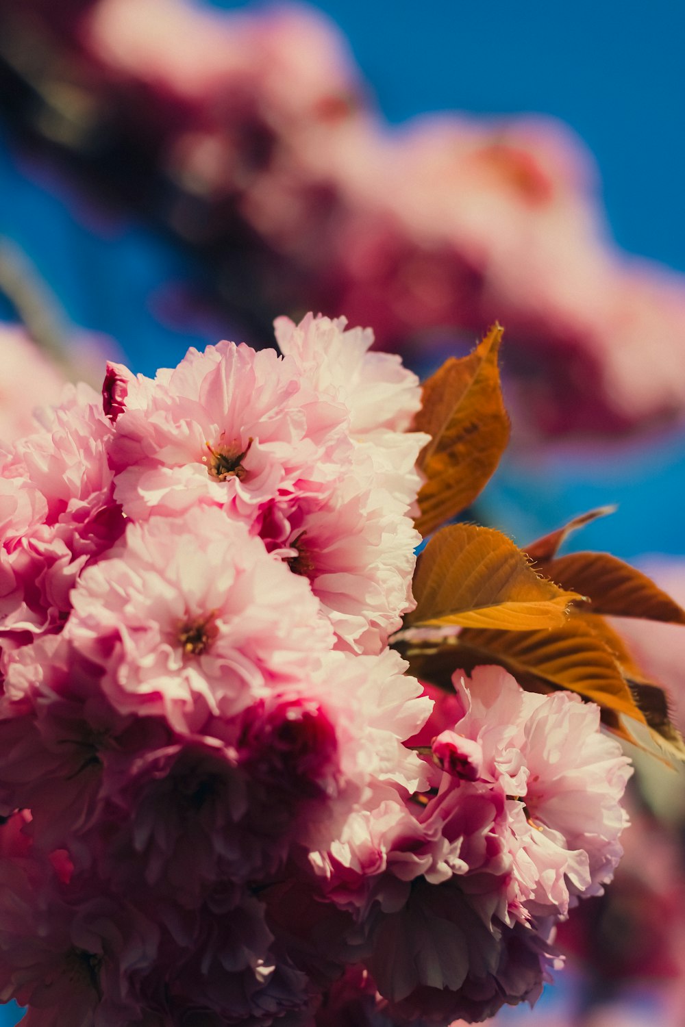 a close up of a pink flower with a butterfly on it