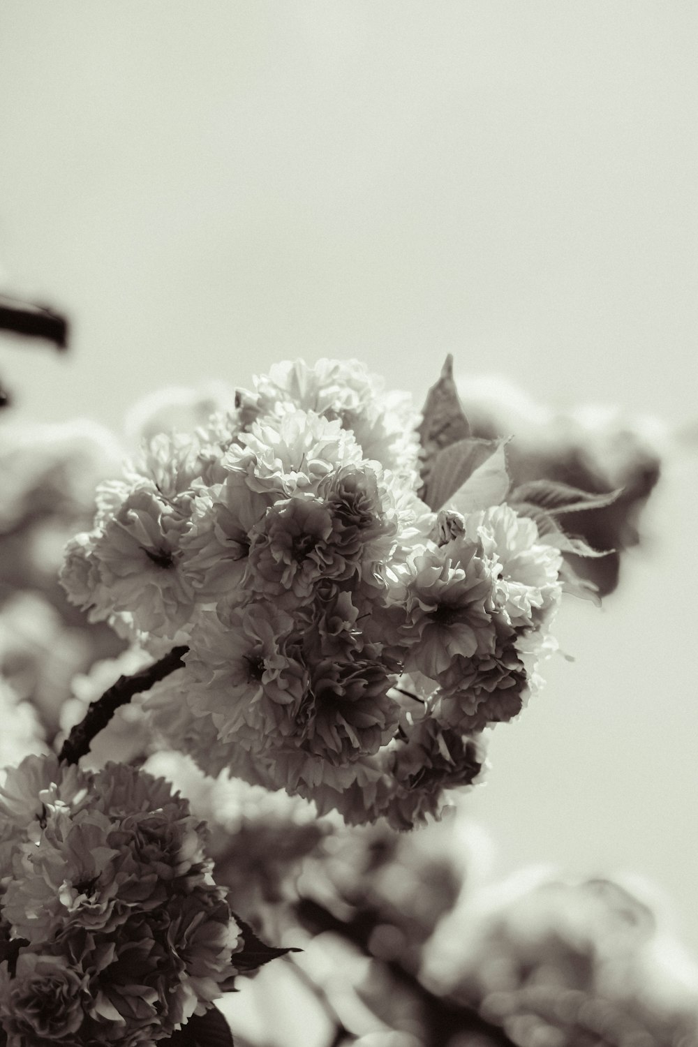 a black and white photo of some flowers