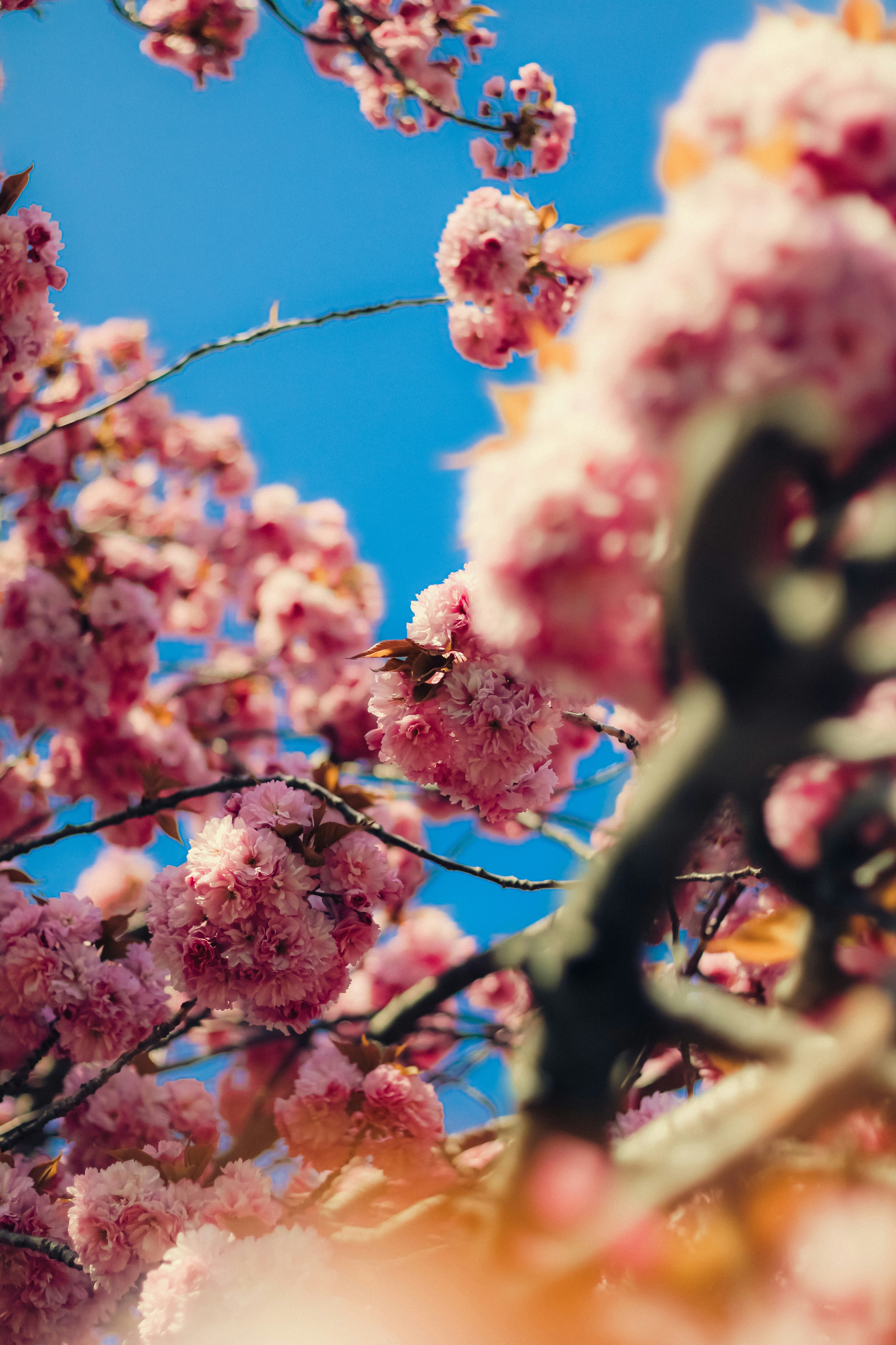 Photo by linusbelanger