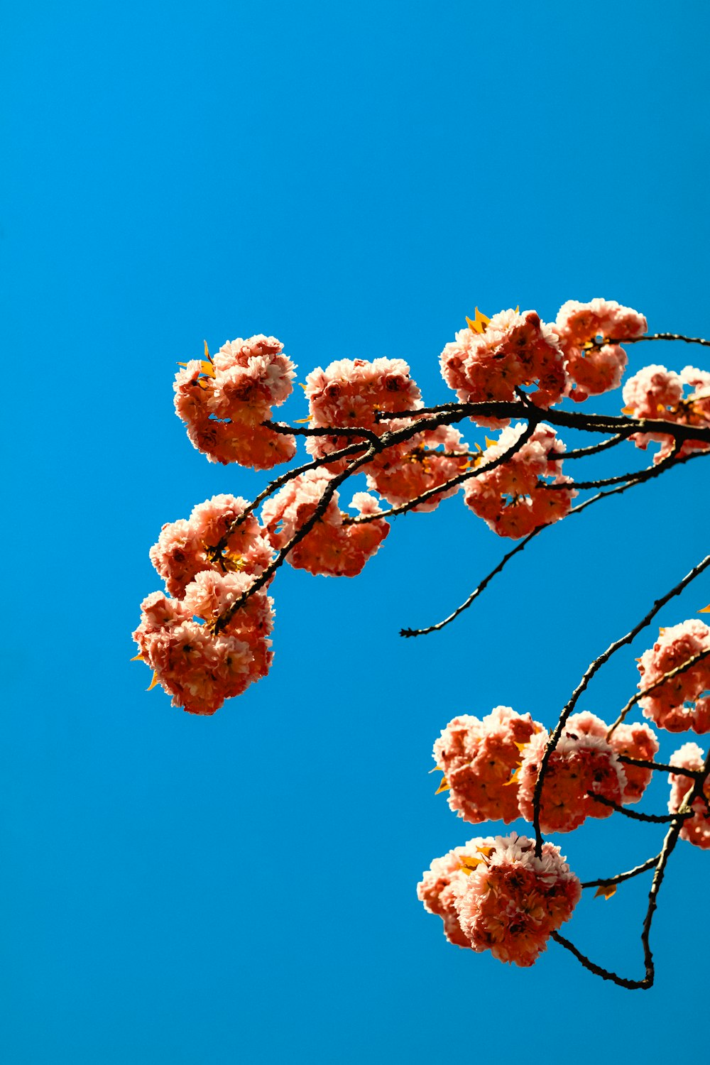 a tree branch with pink flowers against a blue sky