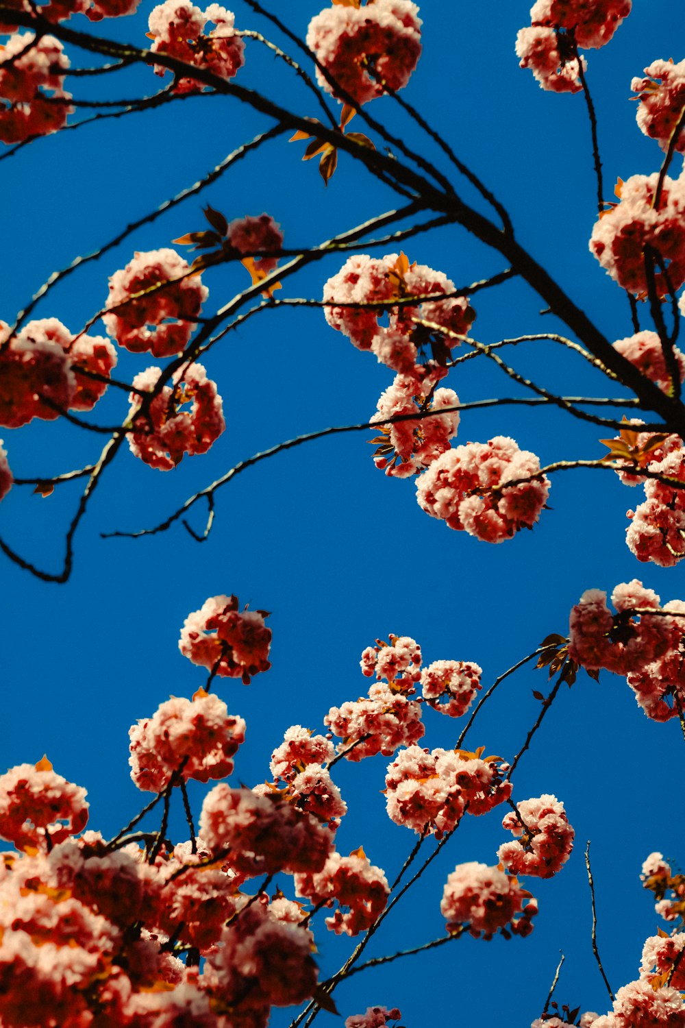 Ein Baum mit rosa Blüten und blauem Himmel im Hintergrund