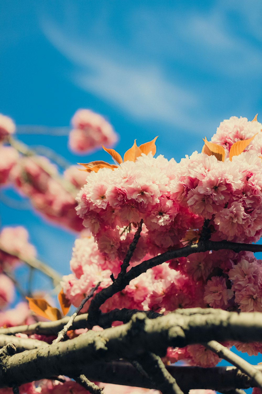 a branch of a tree with pink flowers