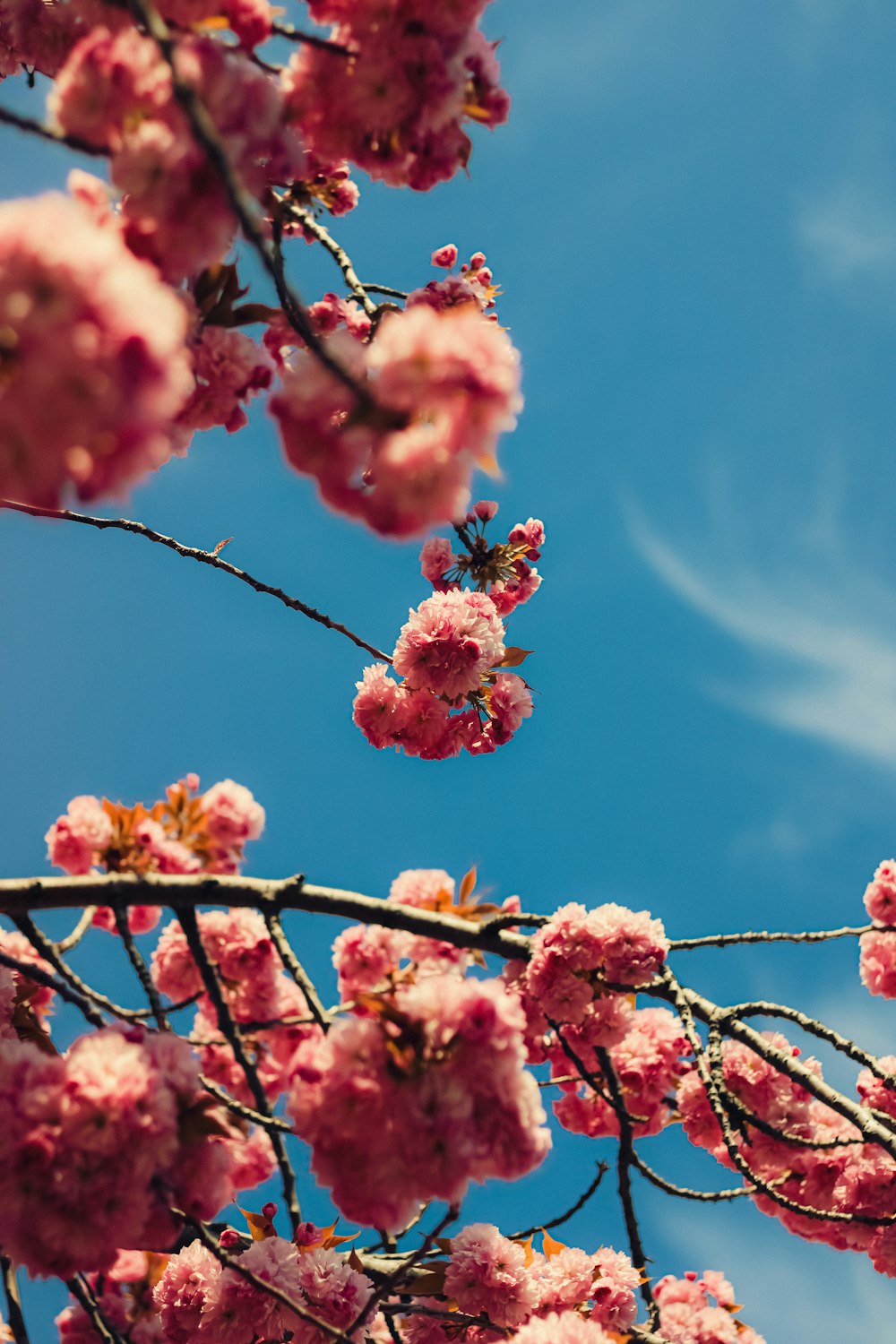 pink flowers are blooming on the branches of a tree