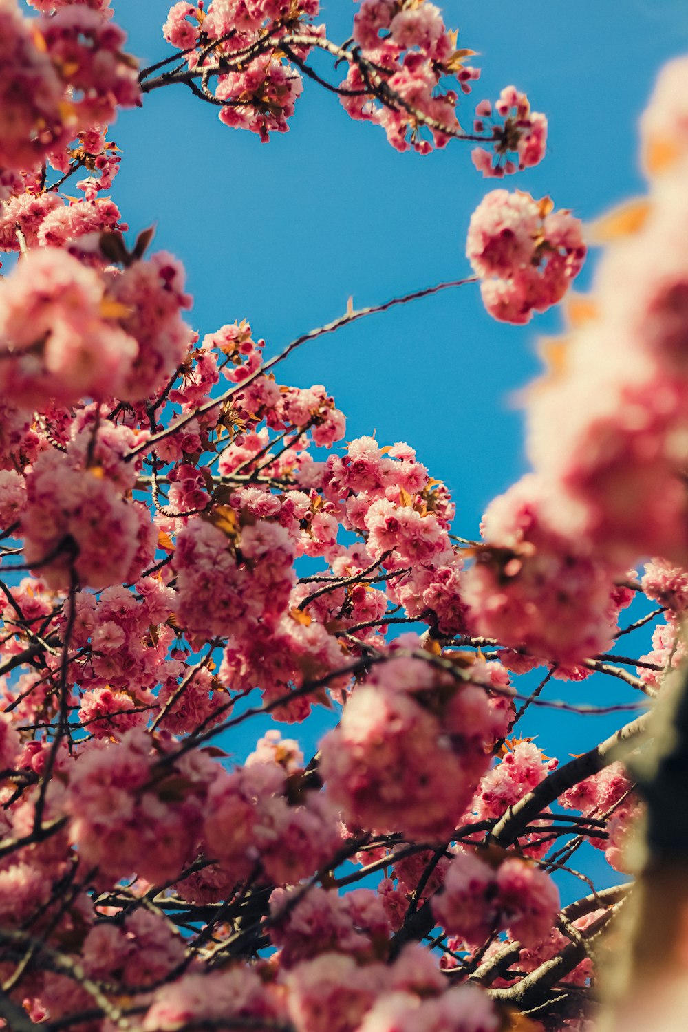 a pink flowered tree with a blue sky in the background