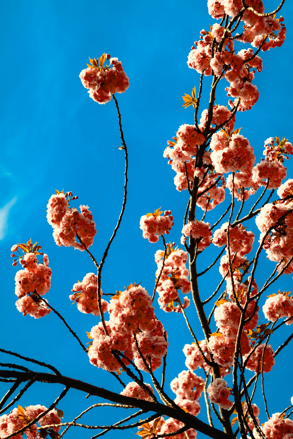 a tree with pink flowers in front of a blue sky