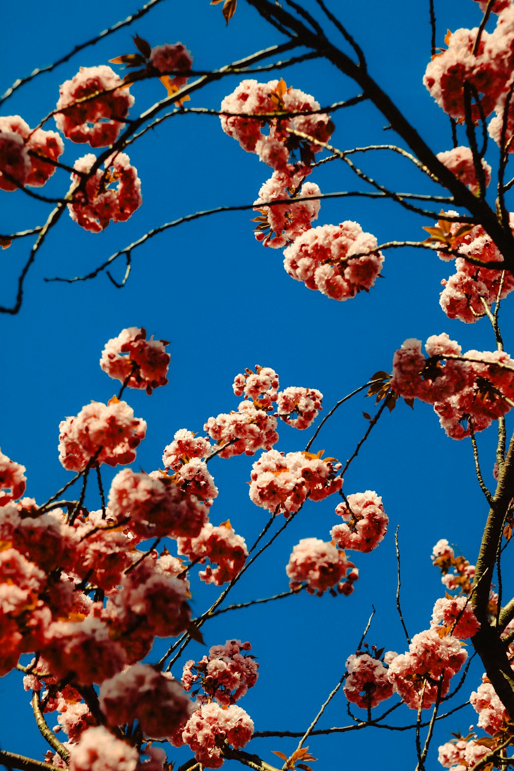 a tree with pink flowers and a blue sky in the background