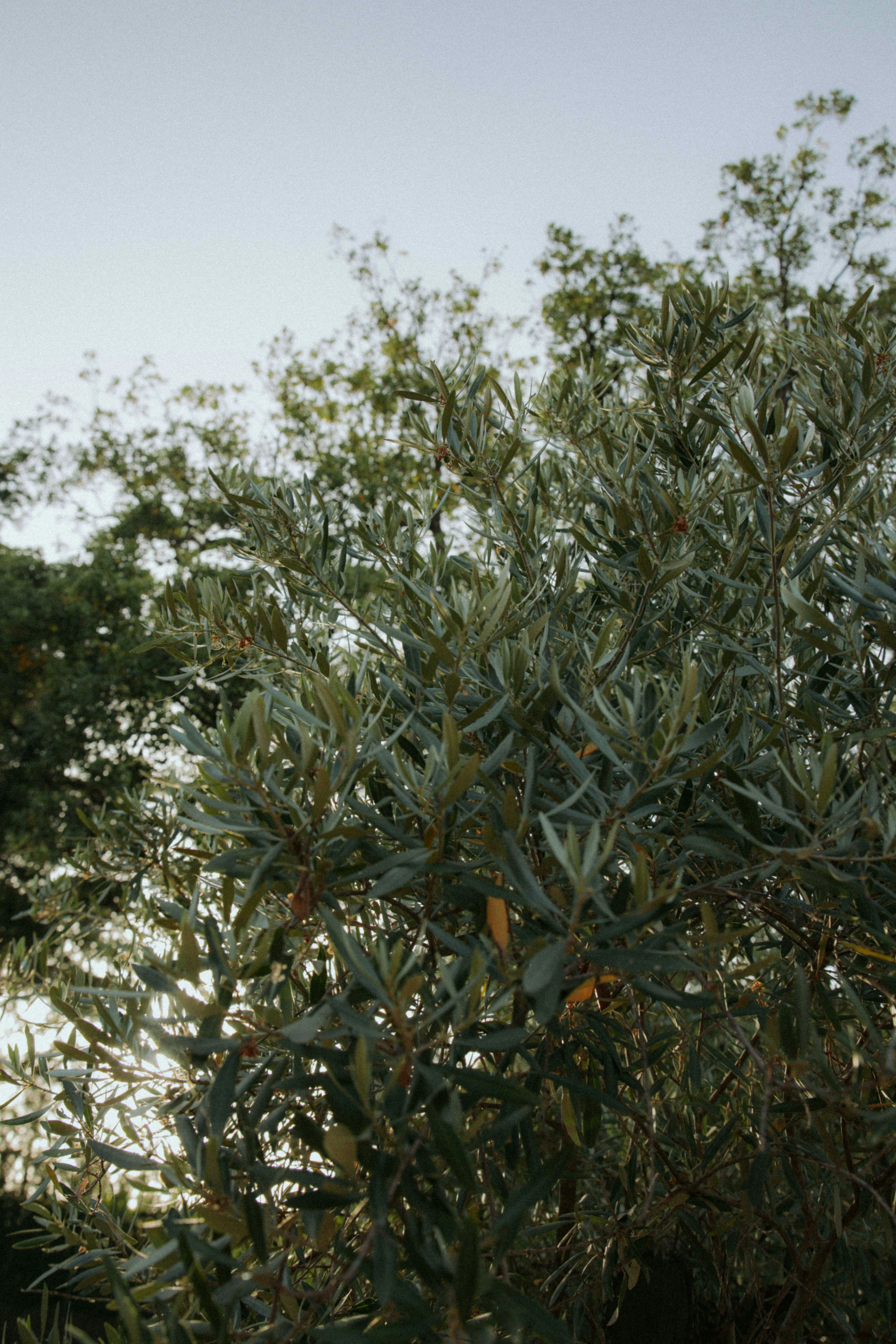 Olive Leaves