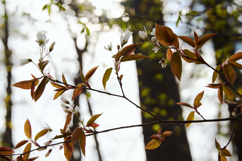 a close up of a tree branch with leaves