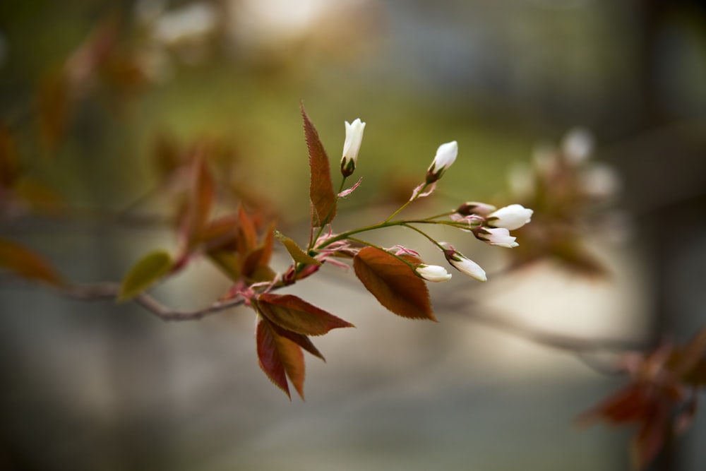 a branch with white flowers and green leaves
