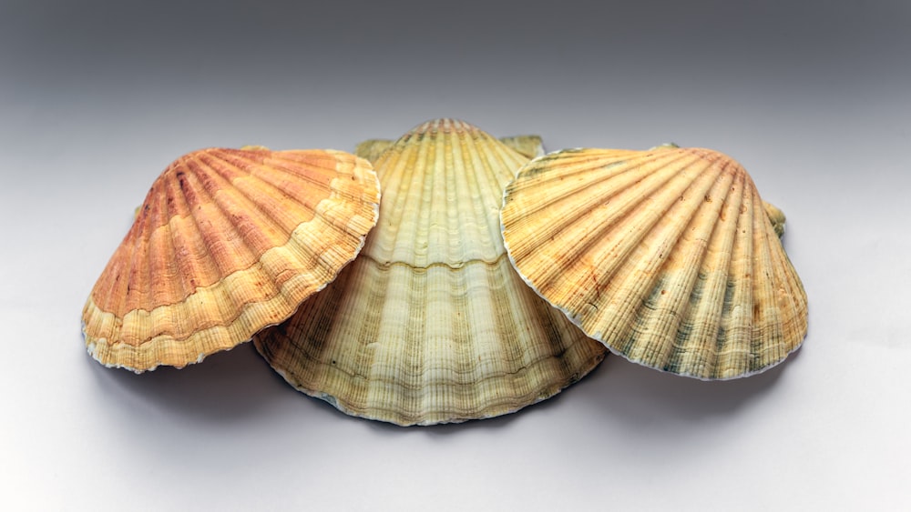 three seashells sitting on a white surface