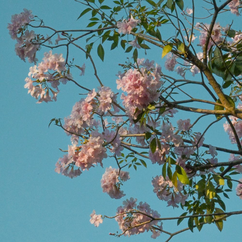 pink flowers are blooming on the branches of a tree