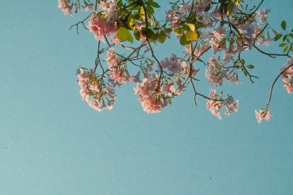 pink flowers are blooming on the branches of a tree