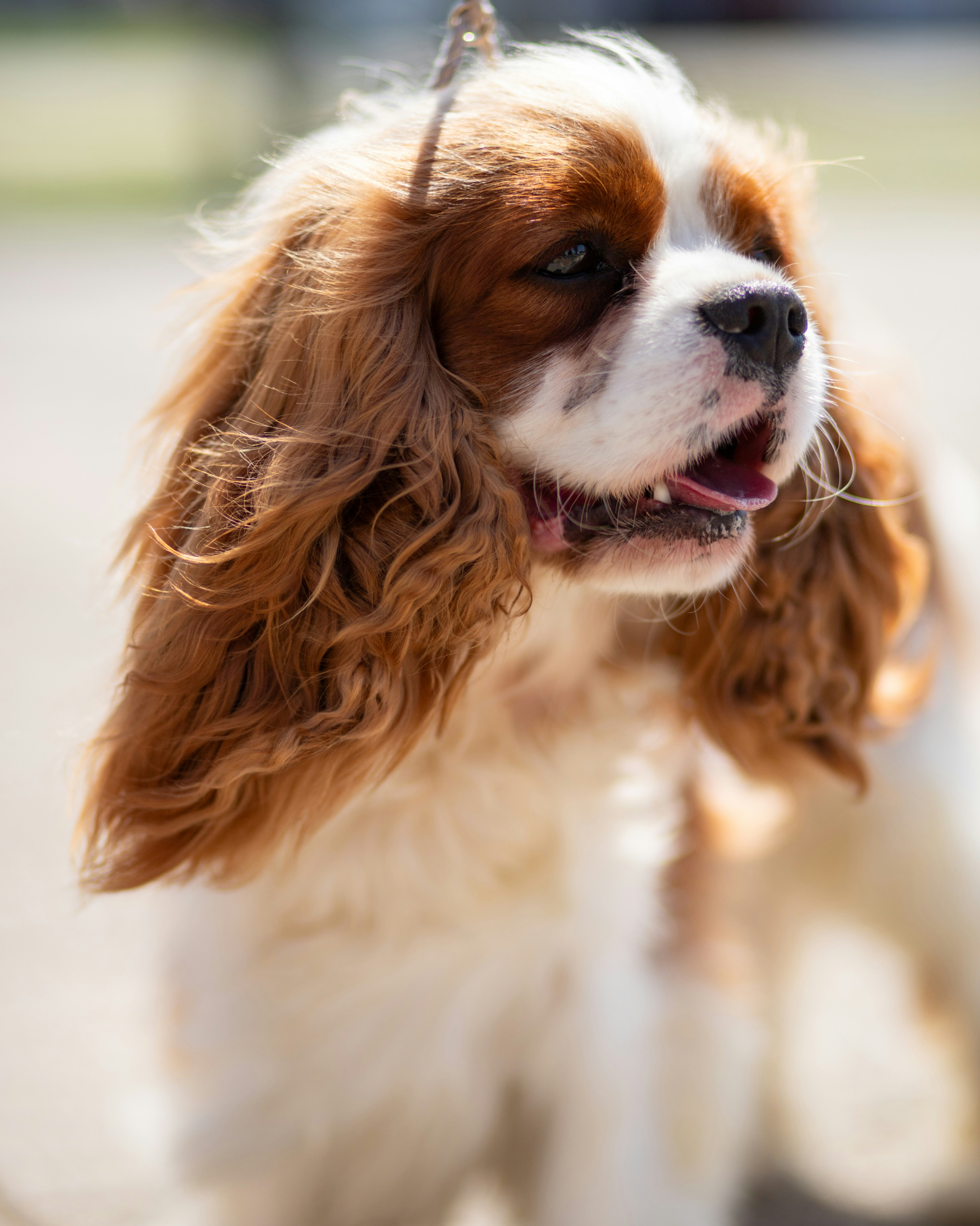 Photo by mladenscekic