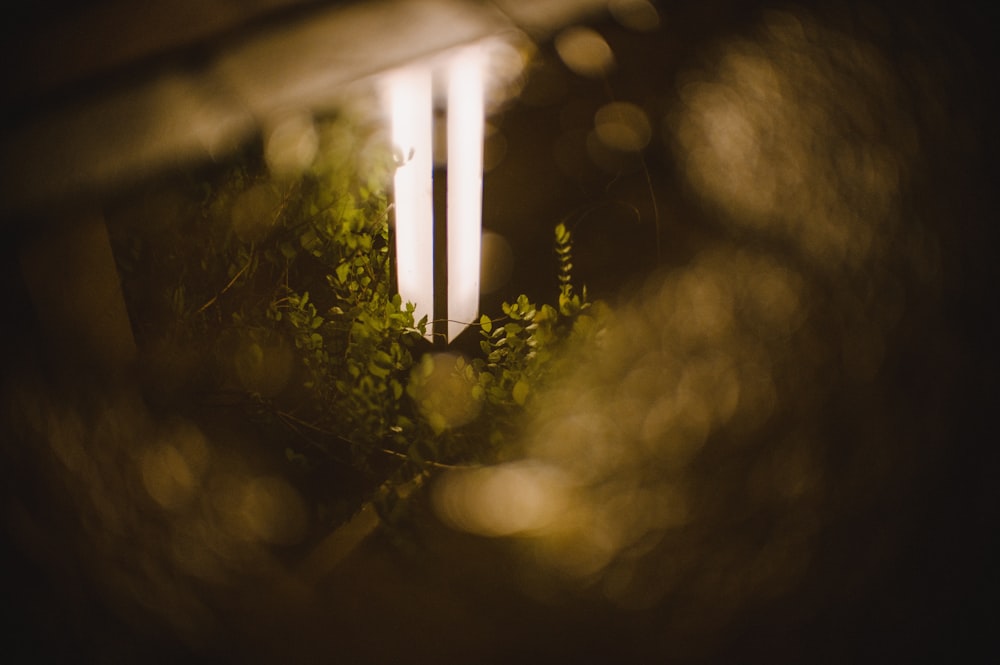 a close up of a lit candle surrounded by greenery