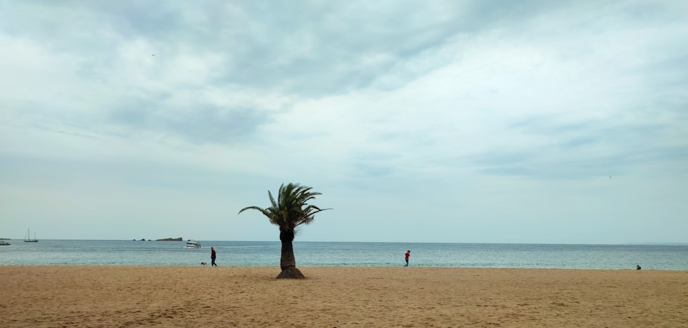 a palm tree on a sandy beach near the ocean