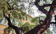 a large tree in front of a building
