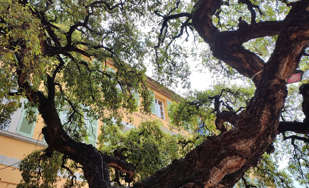 a large tree in front of a building