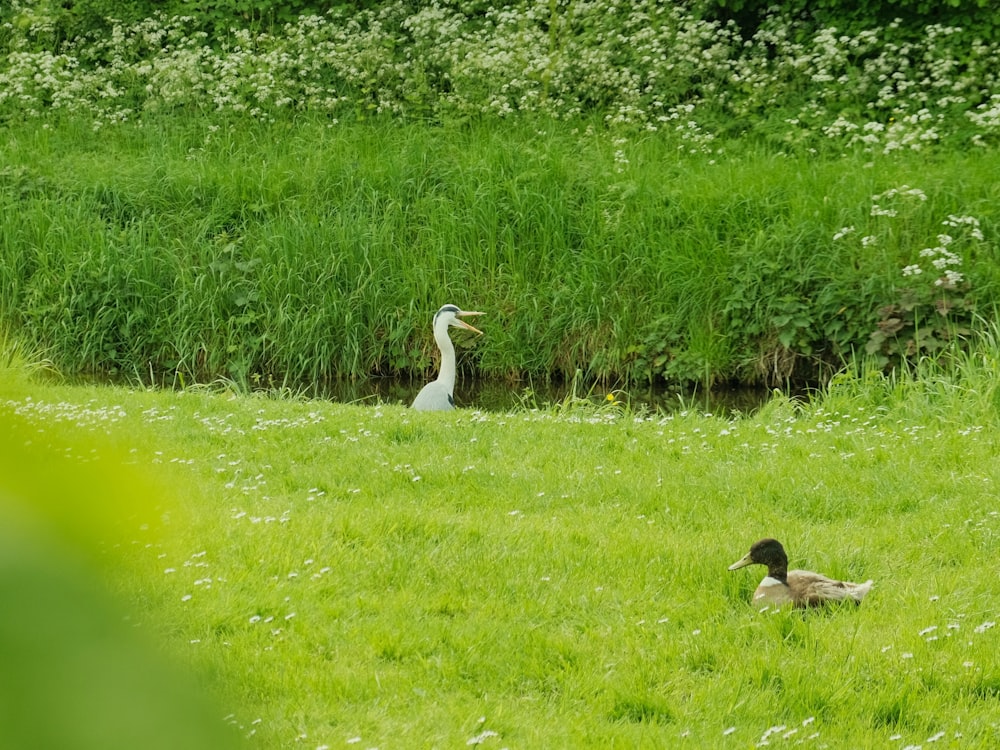 a couple of birds that are in the grass