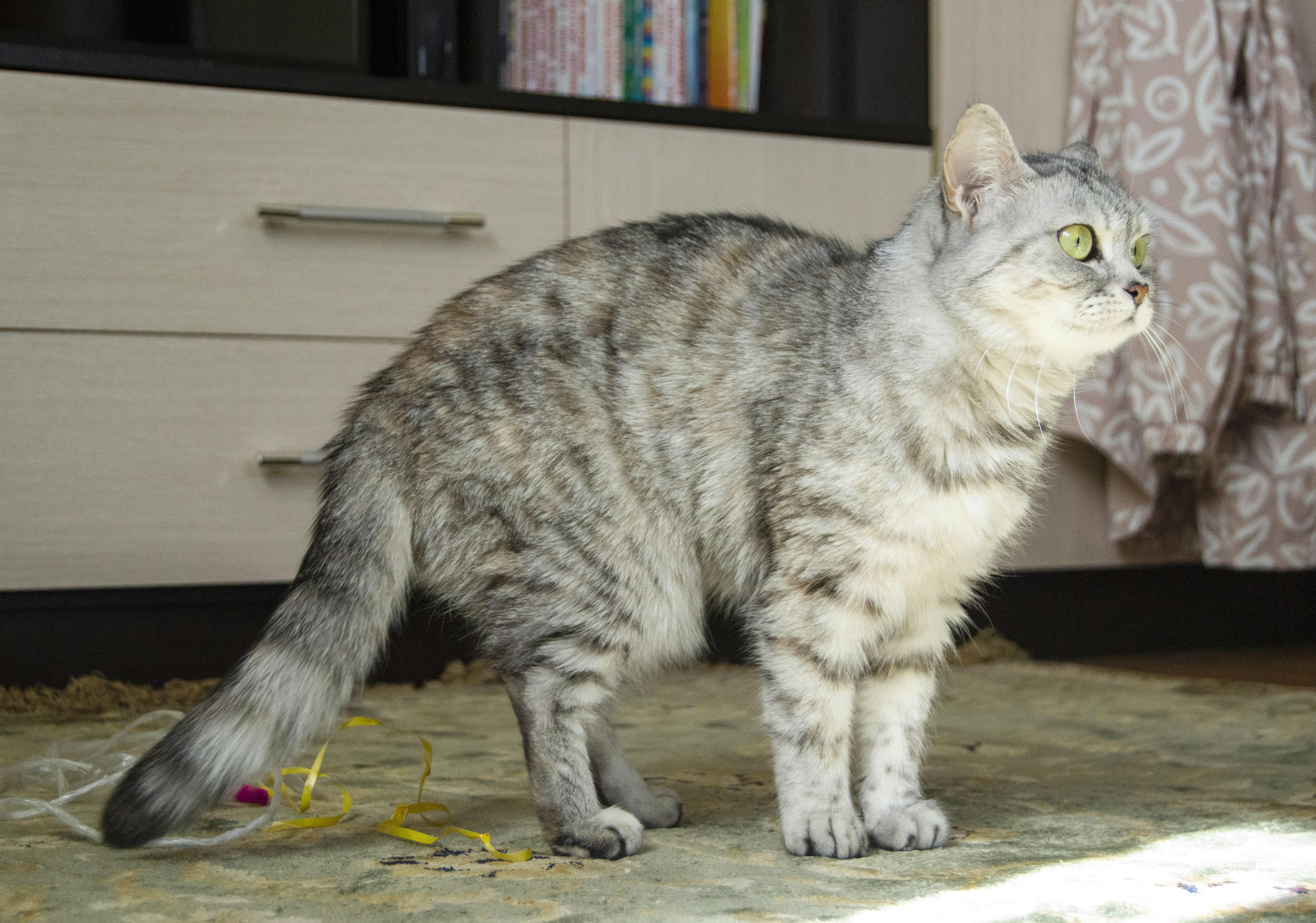 a grey and white cat standing on a carpet