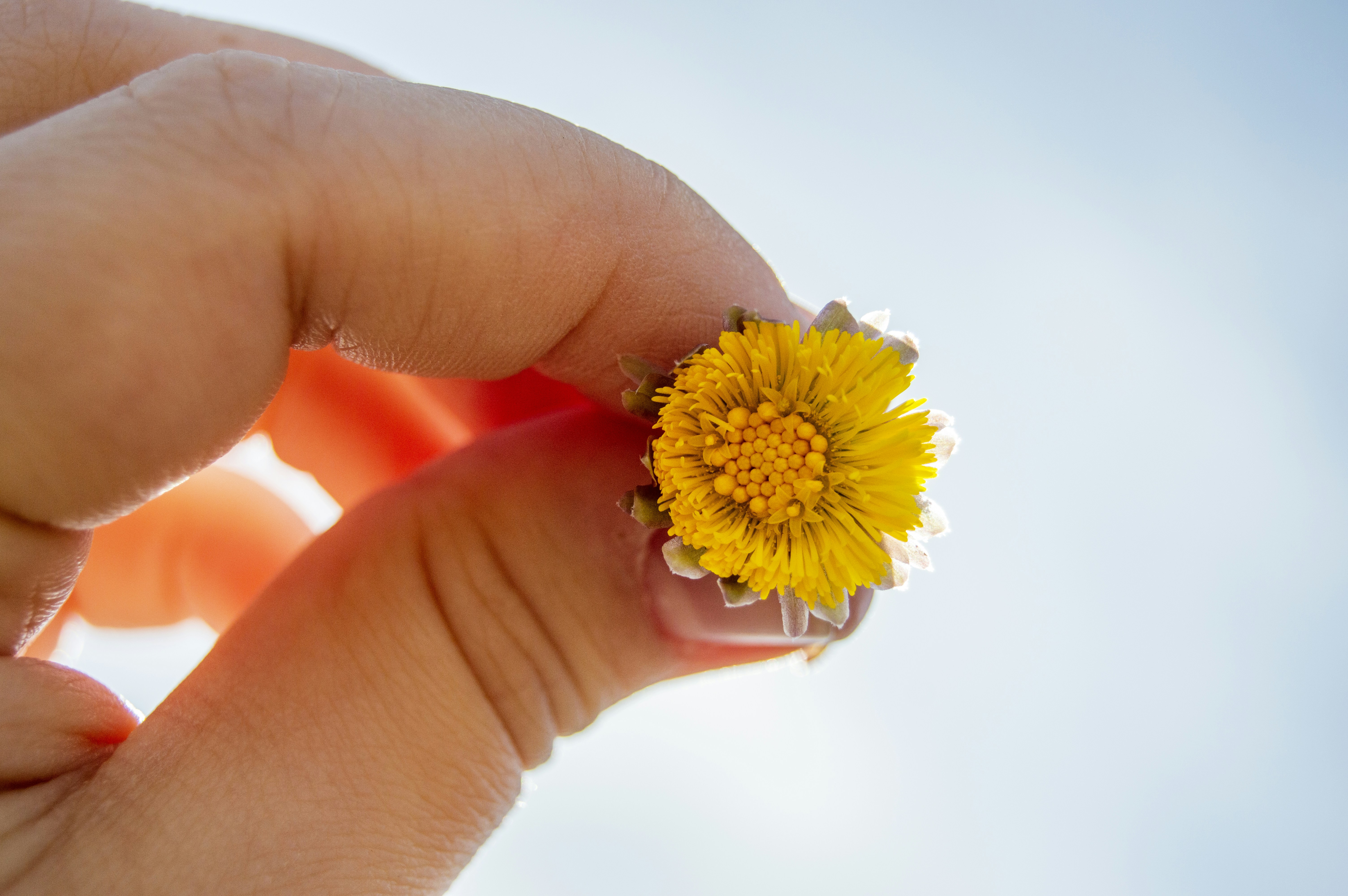 Photo by frosted_vulpes_ferrilata