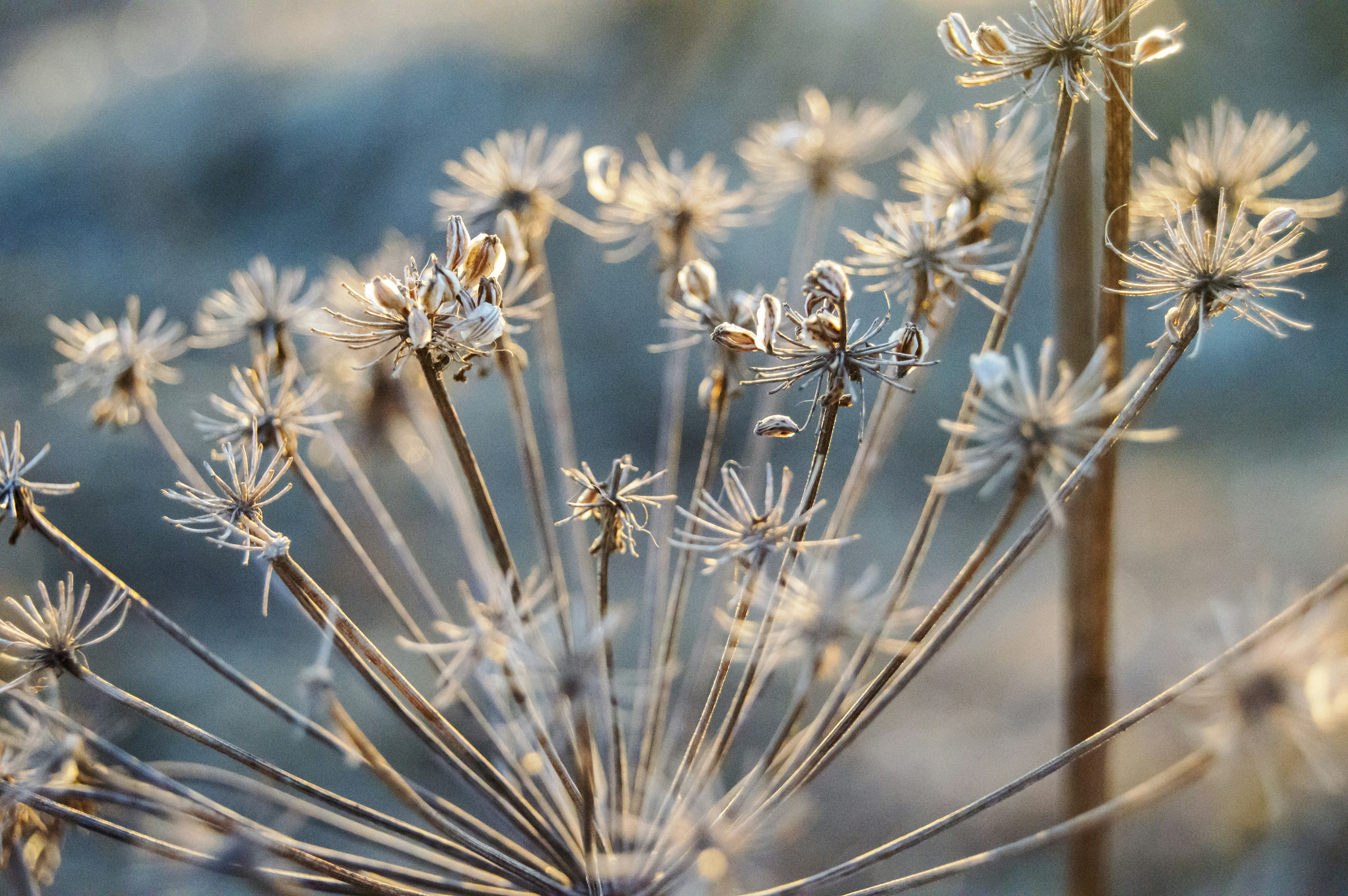 Photo by frosted_vulpes_ferrilata