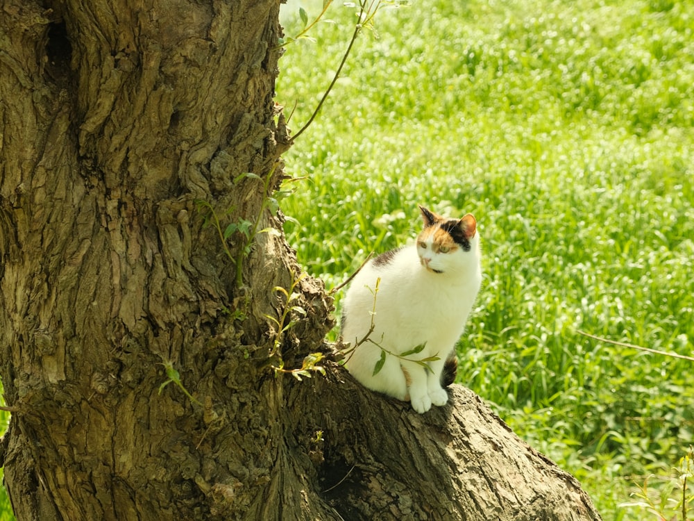 Un gato sentado en lo alto de la rama de un árbol