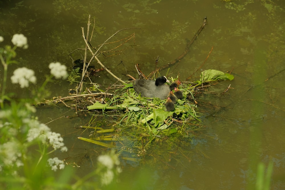 a bird sitting on top of a nest in the water