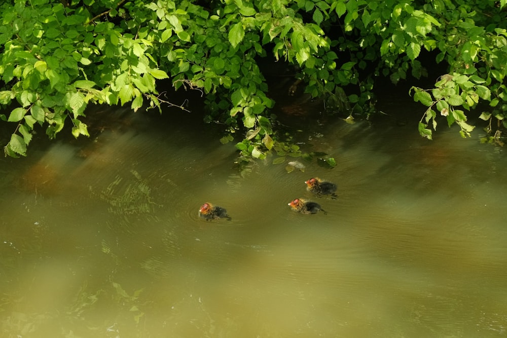 a group of ducks floating on top of a river