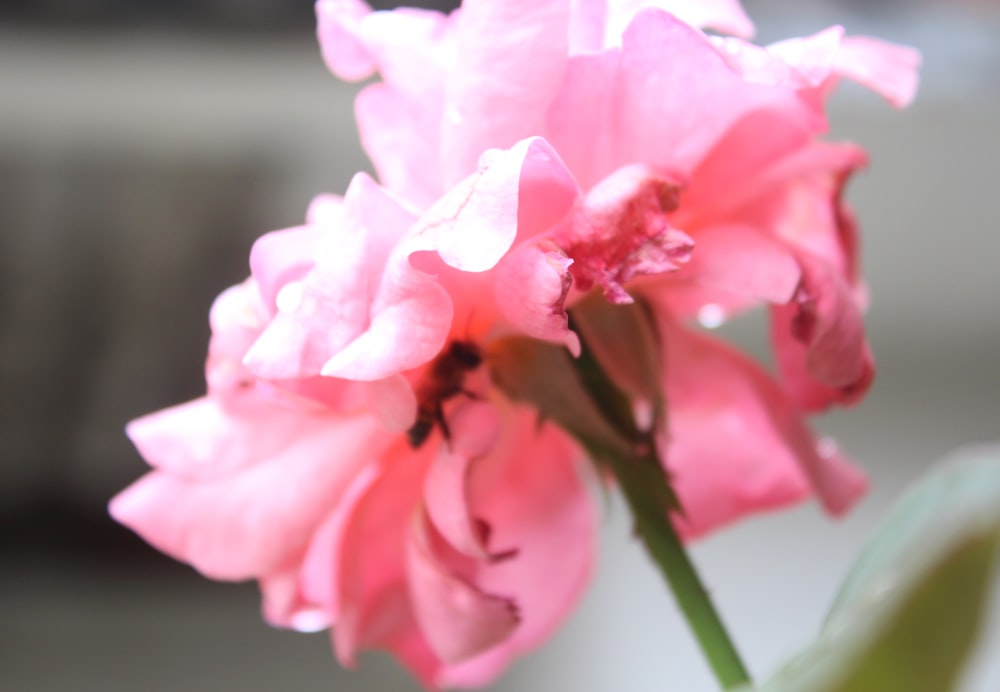 a close up of a pink flower with a blurry background