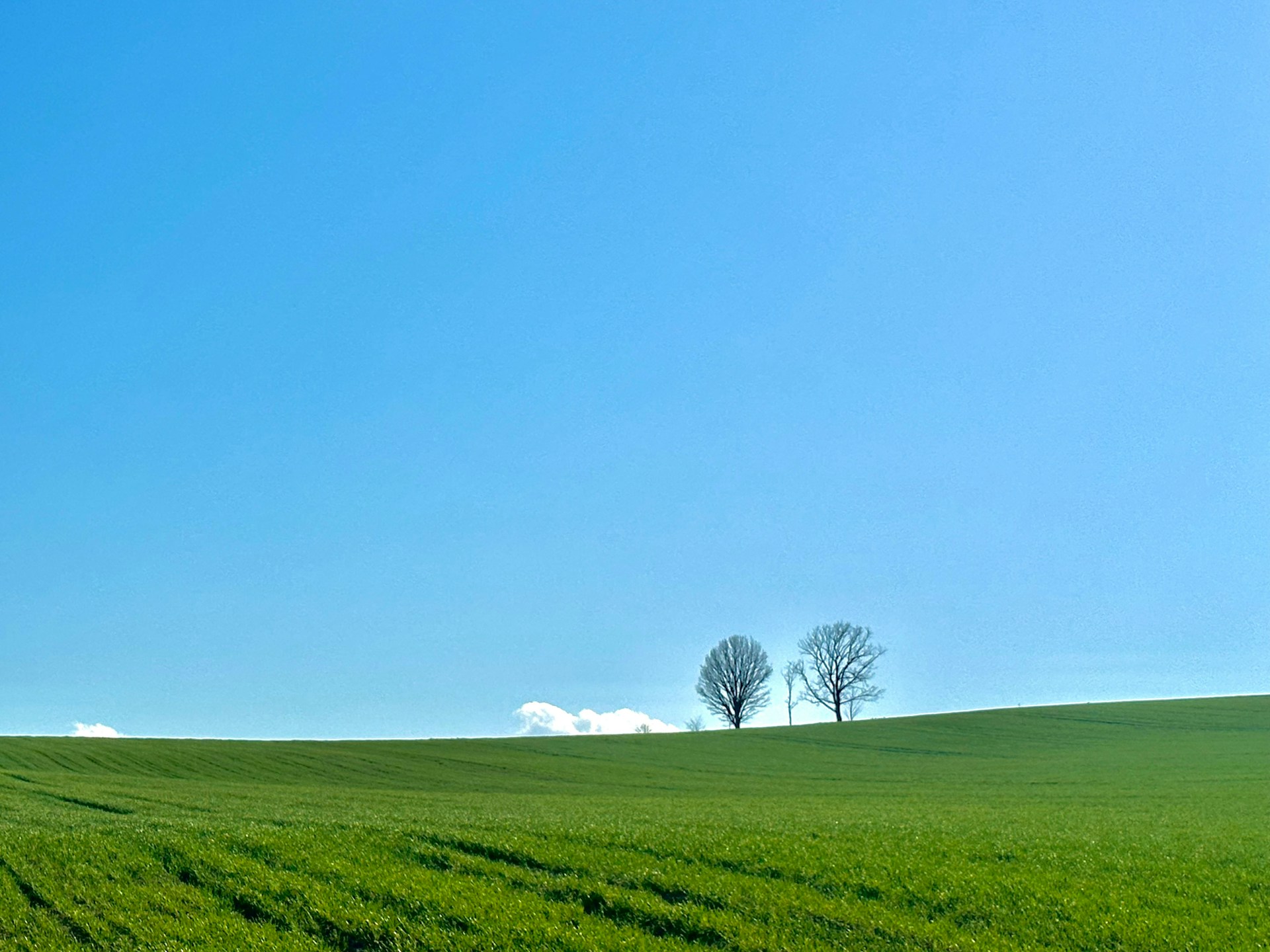 a green field with trees in the distance