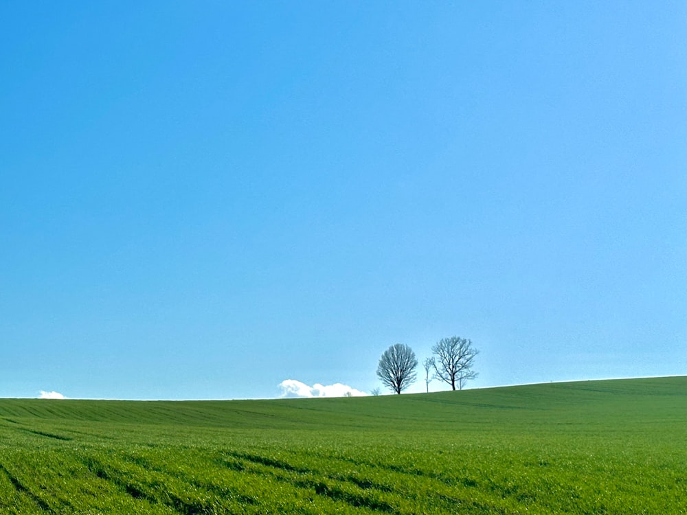 a green field with trees in the distance